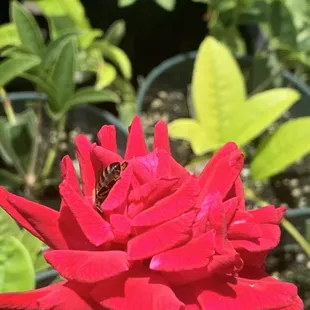 Busy bees doing their thang