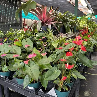 Anthuriums in a variety of shades