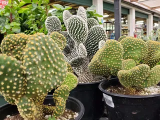 NEX Outdoor Living Center