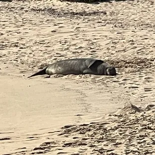 Monk Seal just cruzin on the beach