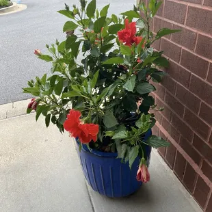 Nice touch to their outdoor space