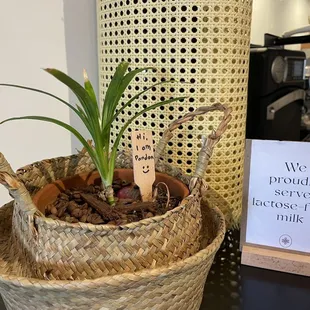 Cute little pandan plant welcoming you in