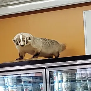 a stuffed animal on top of a refrigerator