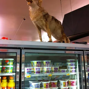 Don't mess with the sour cream or I'll bite u!