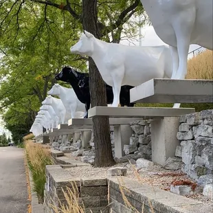 Black cow lives matter