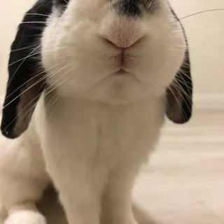 C L.
