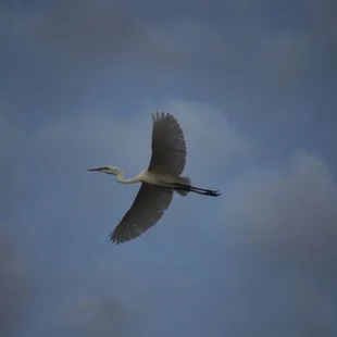 great egret flying over marina