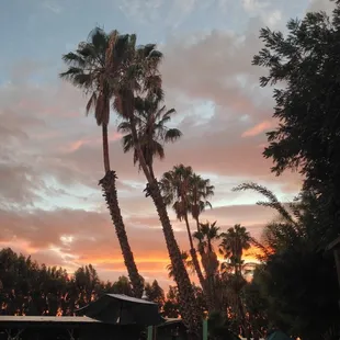 harbor and lawn area at sunset