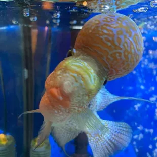 Tito, come see him and his amazing friend that fill your drinks to the brim.