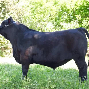 After 8 months of grain (1322lbs).   2015 FFA Reserve Angus Champion