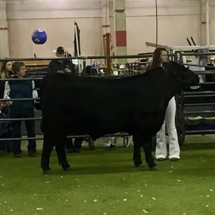 2018 FFA Reserve Angus Champion 1415lbs