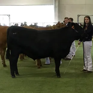 2017 AES Champion &amp; FFA Angus Champion    1365lbs