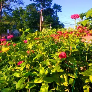 Kovacs Market -- zinnias