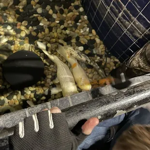 A small part of the humungous pond they have!