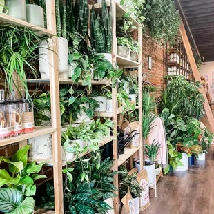 The wall of plants. Isn't it luscious?!