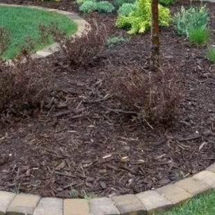 a small tree in a flower bed