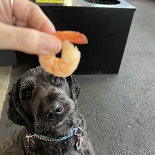 Special order boiled unseasoned shrimp Al la pupper