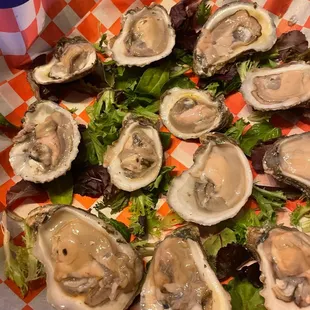 Oysters