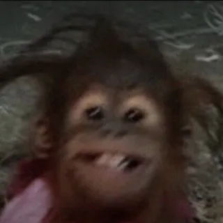 ヒマワリのようにかわいい