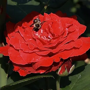 a bee on a red rose