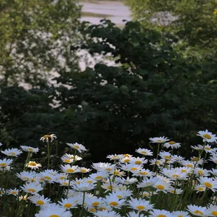 a field of daisies