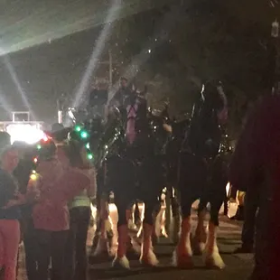 The famous Clydesdales!