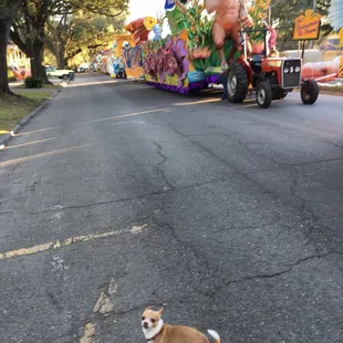 Lined up on Napoleon. No dogs on the route so I brought my girl to check them out early!