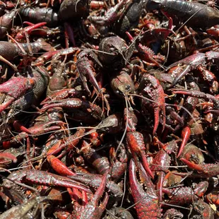 Live Crawfish Houston