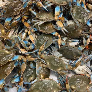 #2 Live Blue Crabs from Louisiana