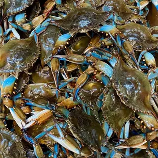 #1 Male Live Blue Crabs