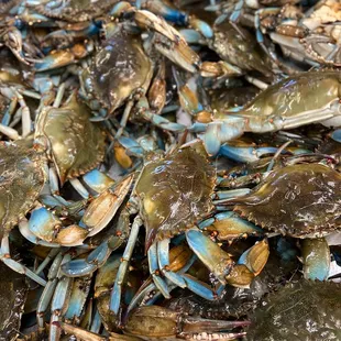 #1 Males Live Blue Crabs