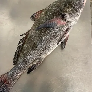 Whole Black Drum Fish