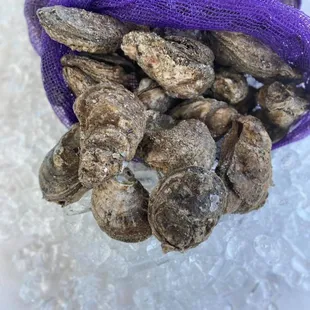 Louisiana Gulf Oysters