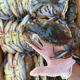 Live Soft Shell Crabs