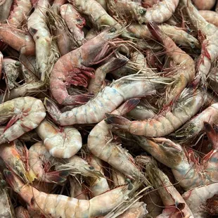 Jumbo Head-On Gulf White Shrimp