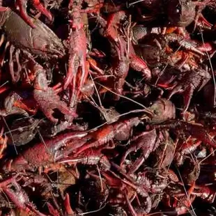Live Crawfish Houston