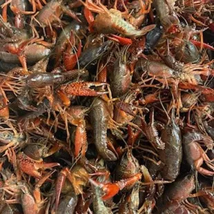 Live Louisiana Crawfish