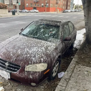 Z. P.