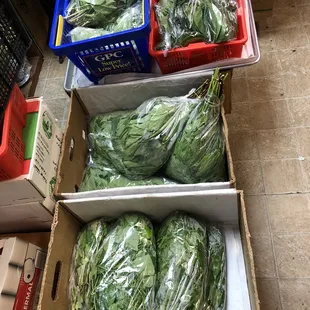 Fresh veggies section
