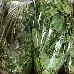 Ivy gourd