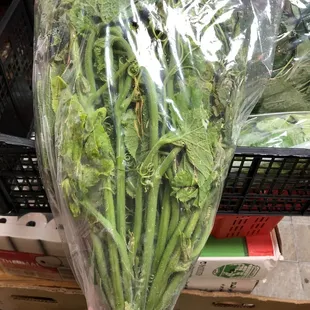 Pumpkin vine leaves