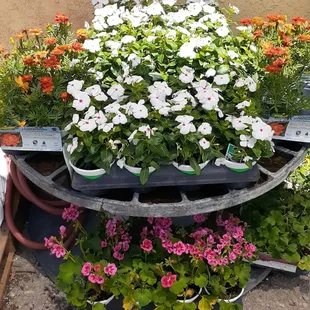 Beautiful annual flowers to brighten up your life!