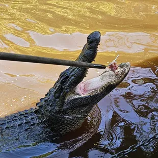 Feeding Gator