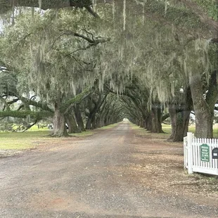 Oak Alley