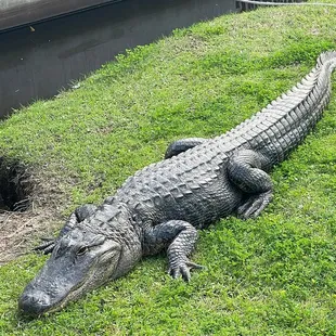 Gator laying around