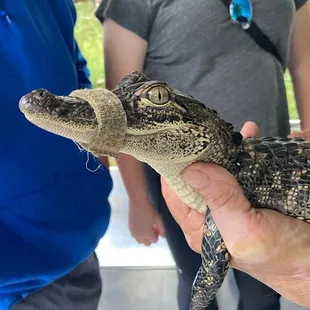 Photo time with baby gator