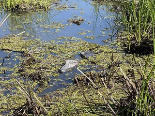 Southern Style Tours