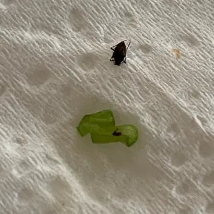 Aphids in my broccoli from the 17. Wonton with BBQ Pork Soup