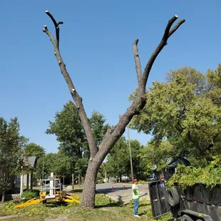 a tree being pruned