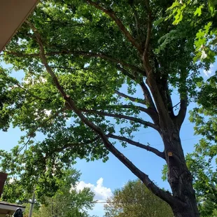 a large tree in a residential neighborhood